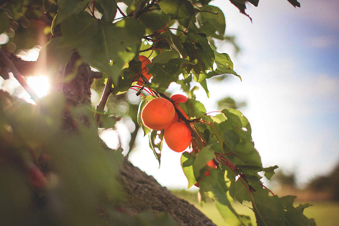 fresh-apricots-on-the-tree_free_stock_photos_picjumbo_IMG_9104-1080x720.jpg